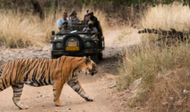 Ranthambore Wildlife Rajasthan tour1