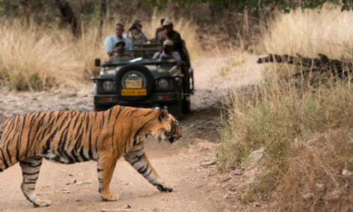 Ranthambore Wildlife Rajasthan tour1
