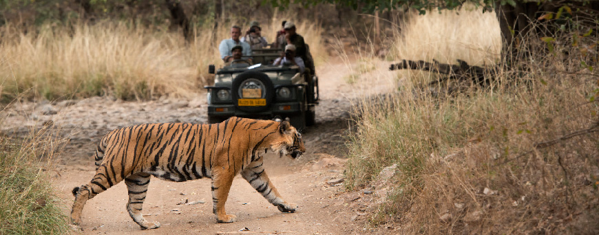 Ranthambore Wildlife Rajasthan tour1